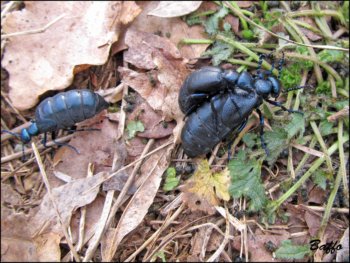 Meloe proscarabaeus in accoppiamento?